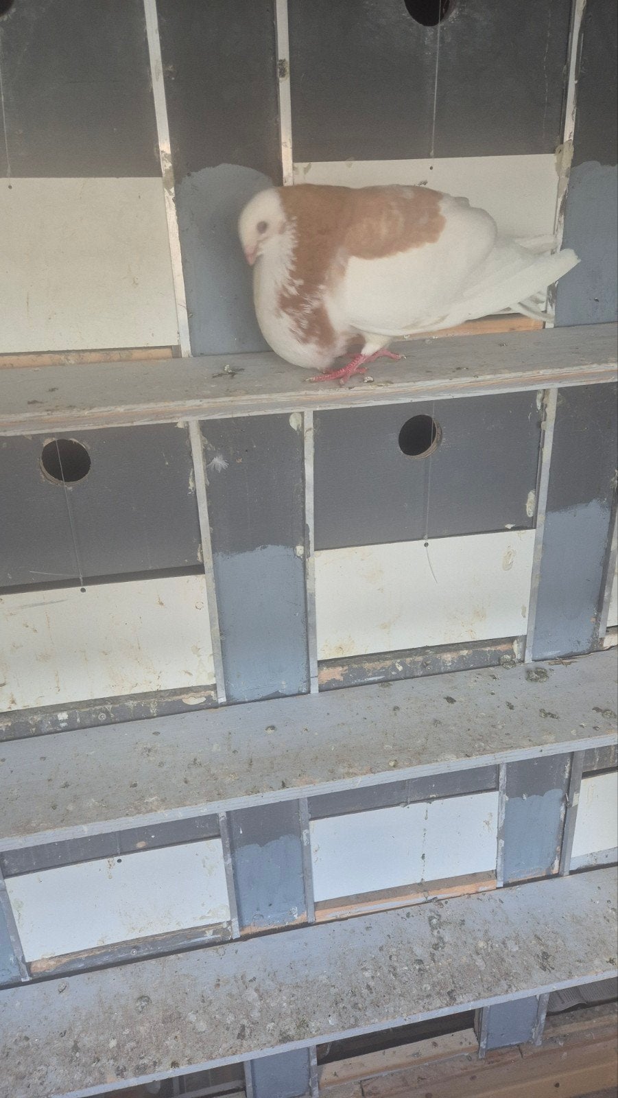 Mooie geelbonte doffer, Dieren en Toebehoren, Vogels | Duiven, Mannelijk, Kropper