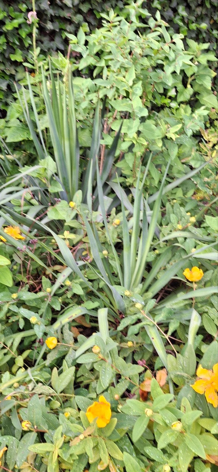 Agave wortels, Volle zon, Vaste plant, Zomer, Ophalen