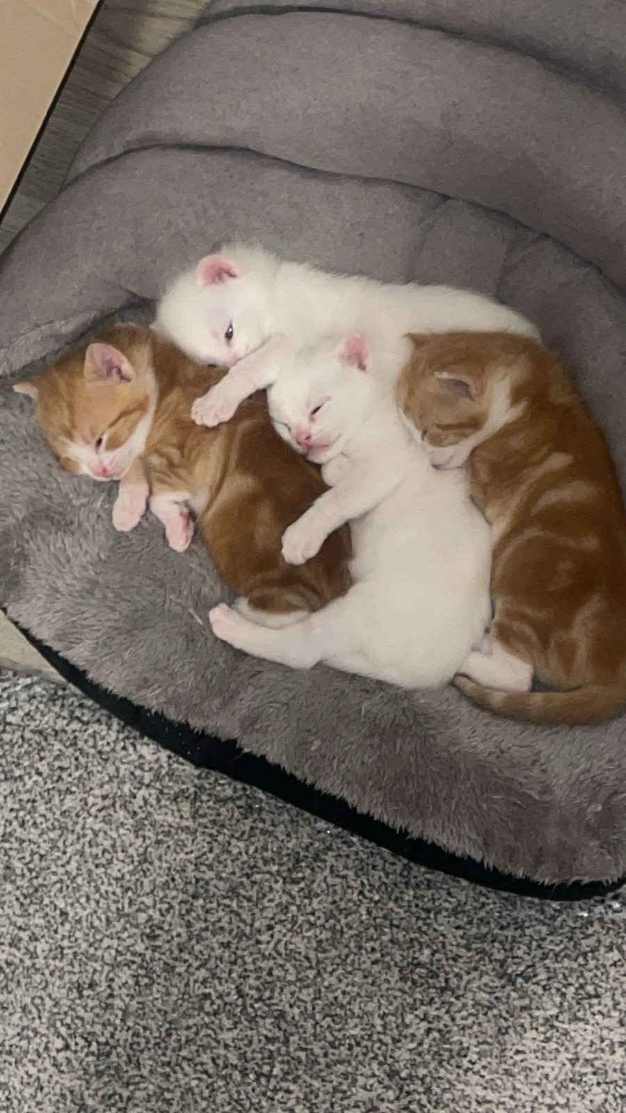Kittens te koop, Meerdere dieren, Ontwormd