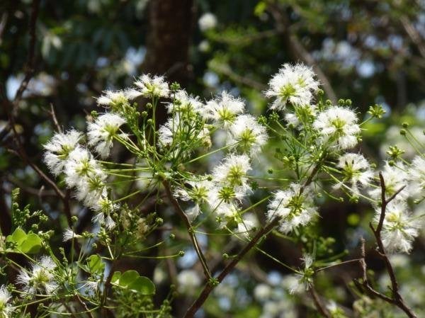 10 x Albizia procera White siris zaden (verzenden kan ook), Ophalen, Gehele jaar, Volle zon, Zaad
