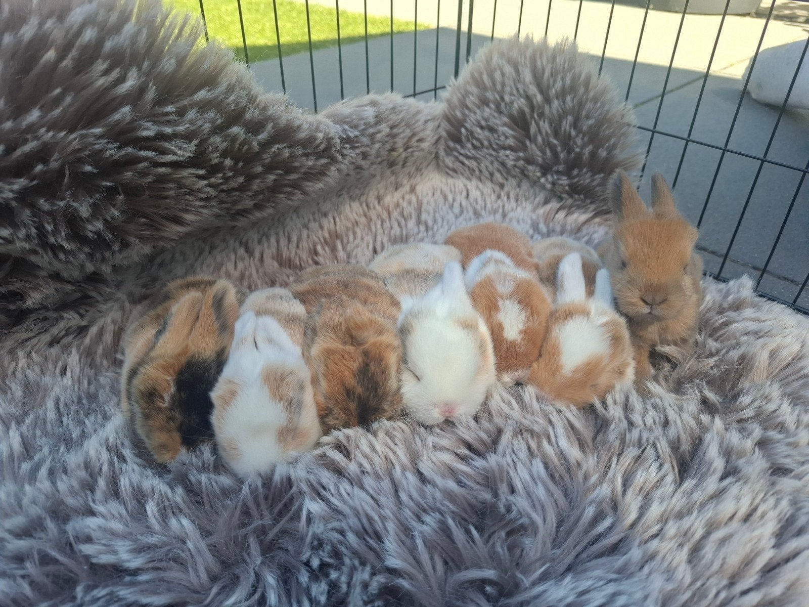 7 lieve Mini Lop kruising Hangoor konijnen – tam & knuffel, Geslacht onbekend, Klein, Hangoor, 0 tot 2 jaar