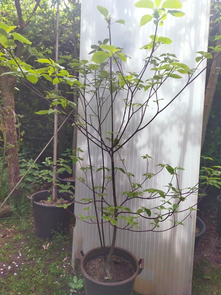 Pagode kornoelje (Cornus controversa), Tuin en Terras, Halfschaduw, Overige soorten, Lente, 100 tot 250 cm