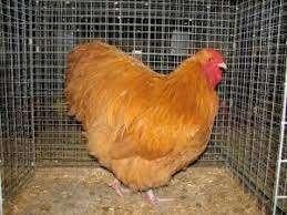 Grote Hanen, Dieren en Toebehoren, Pluimvee, Mannelijk, Kip