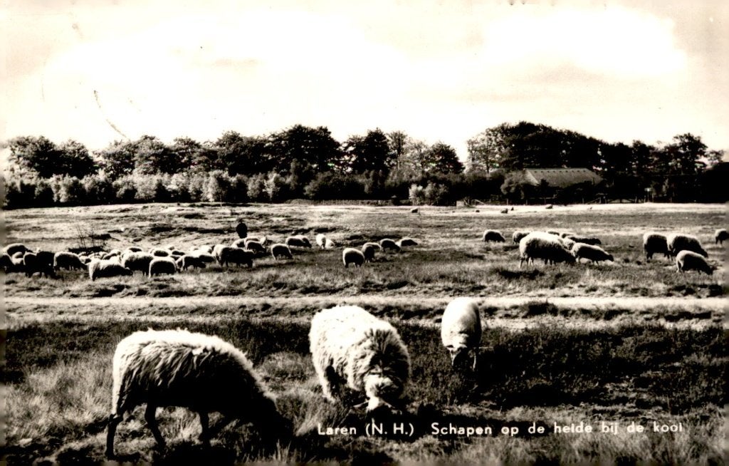 Laren NH Schapen op de hedie bij de kooi # 960, Verzenden, 1940 tot 1960, Gelopen, Noord-Holland
