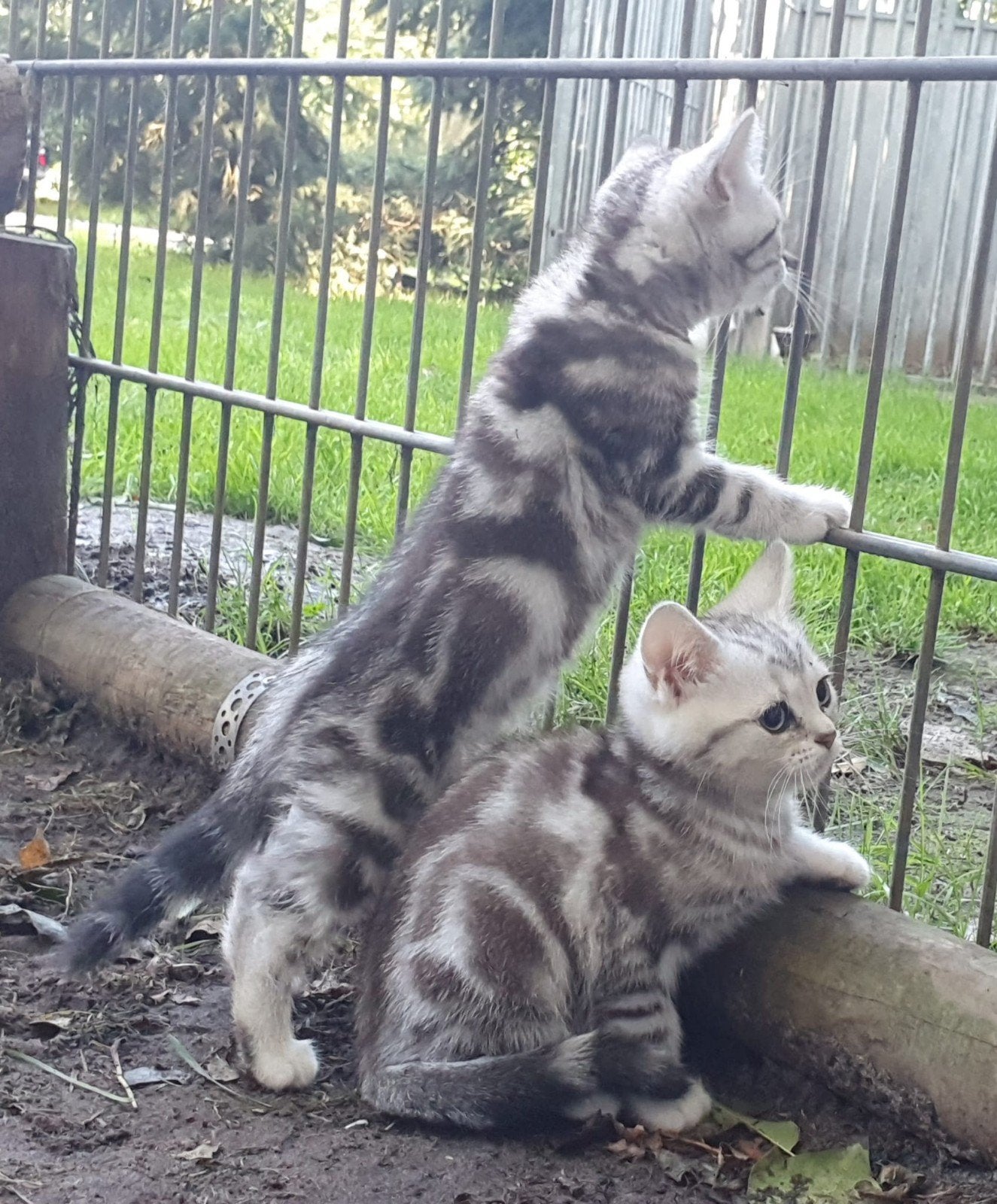 Prachtige Brits Korthaar kittens, Meerdere dieren, Ontwormd, 0 tot 2 jaar