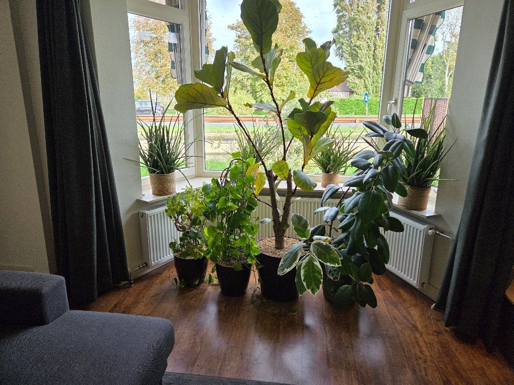 Fycus Lyrata, scindapsus, schefflera. 12 planten + potten, Ophalen, 200 cm of meer, Overige soorten, Halfschaduw