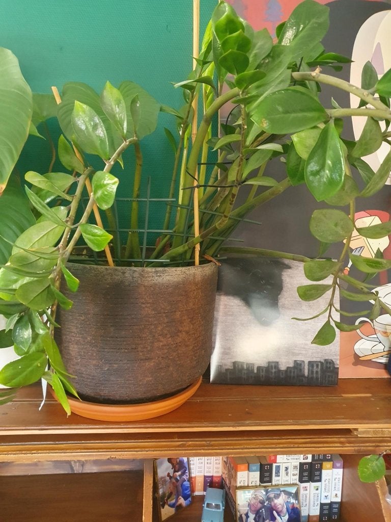 Zamioculcas zamiifolia | ZZ-plant | kamerplant |, Huis en Inrichting, Kamerplanten, Ophalen, 100 tot 150 cm, Overige soorten, Halfschaduw