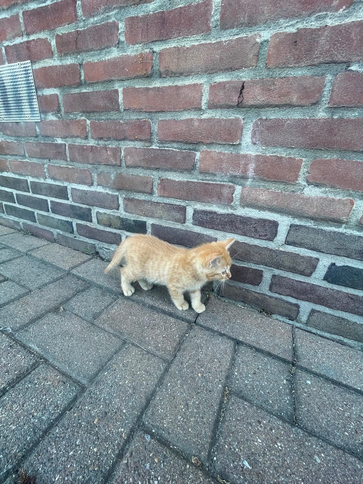 Kittens 2 months old