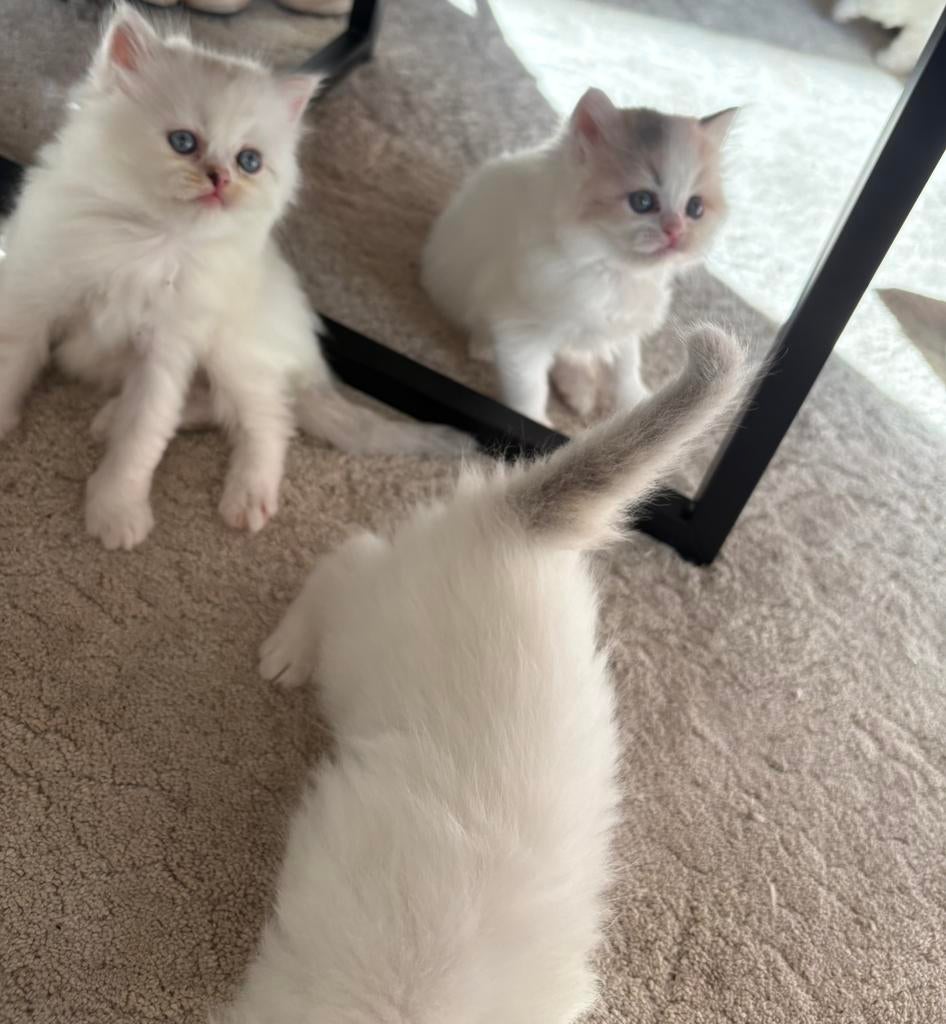 Lieve Ragdoll x Perzische kitten (lapje/tortie) beschikbaar, Dieren en Toebehoren, Katten en Kittens | Raskatten | Langhaar, Meerdere dieren