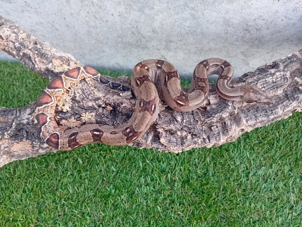 5 Jonge boa constrictor imperator, Dieren en Toebehoren, Reptielen en Amfibieën, Slang, Tam, 0 tot 2 jaar