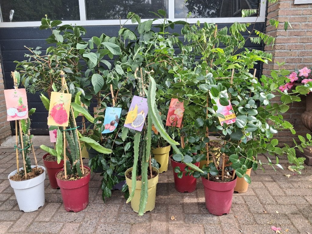 Tropische / Exotische fruitplanten - ZELDZAME SOORTEN, Tuin en Terras, Ophalen, Volle zon, Vaste plant, Zomer