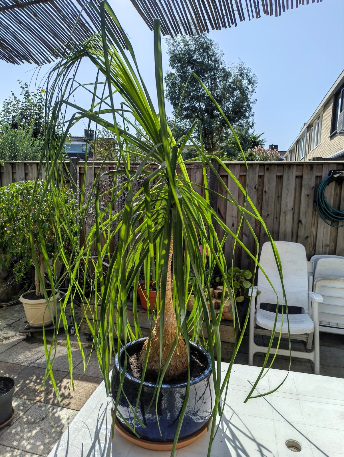 Mooie olifantspoot (Beaucarnea recurvata) kamerplant, Ophalen, 100 tot 150 cm, Overige soorten, Halfschaduw