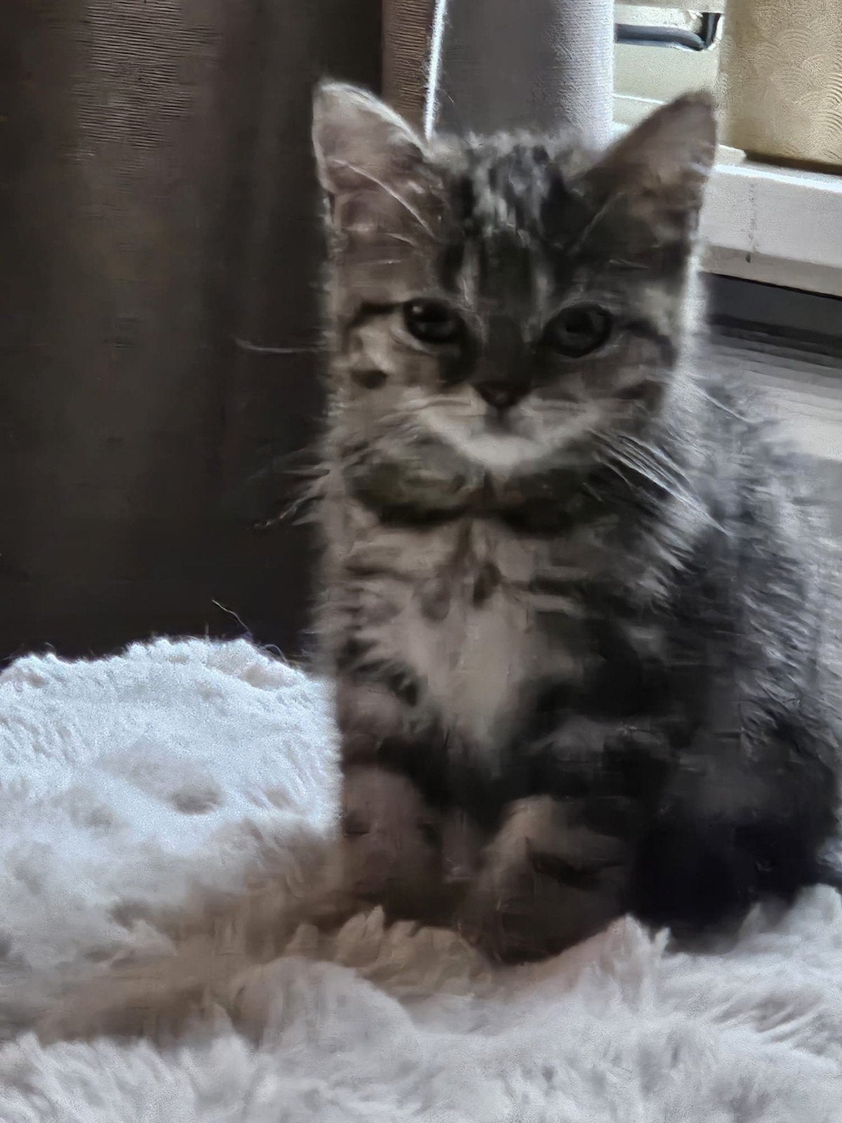 Brits / Britse korthaar kittens, Dieren en Toebehoren, Ontwormd
