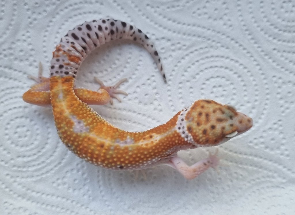 1.0 purple head x w&y bell albino luipaardgekko Leopard Gecko photo 2