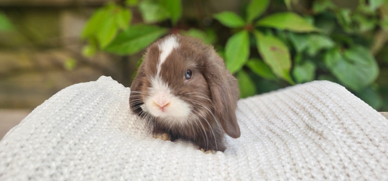 Prachtige Nhd x minilop rammetjes, Dieren en Toebehoren, Konijnen, Mannelijk, Klein, Hangoor, 0 tot 2 jaar