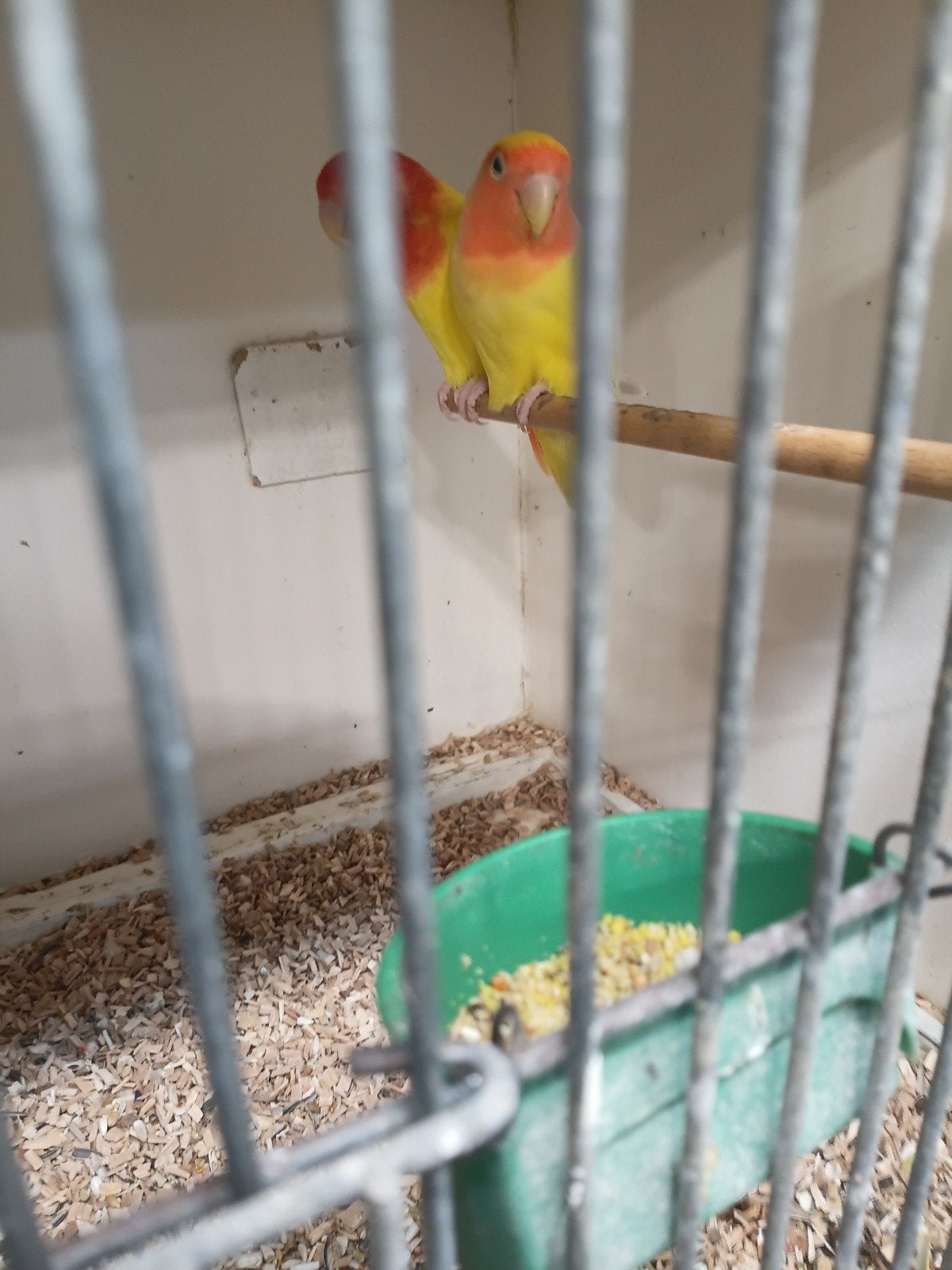 agapornis, Dieren en Toebehoren, Meerdere dieren