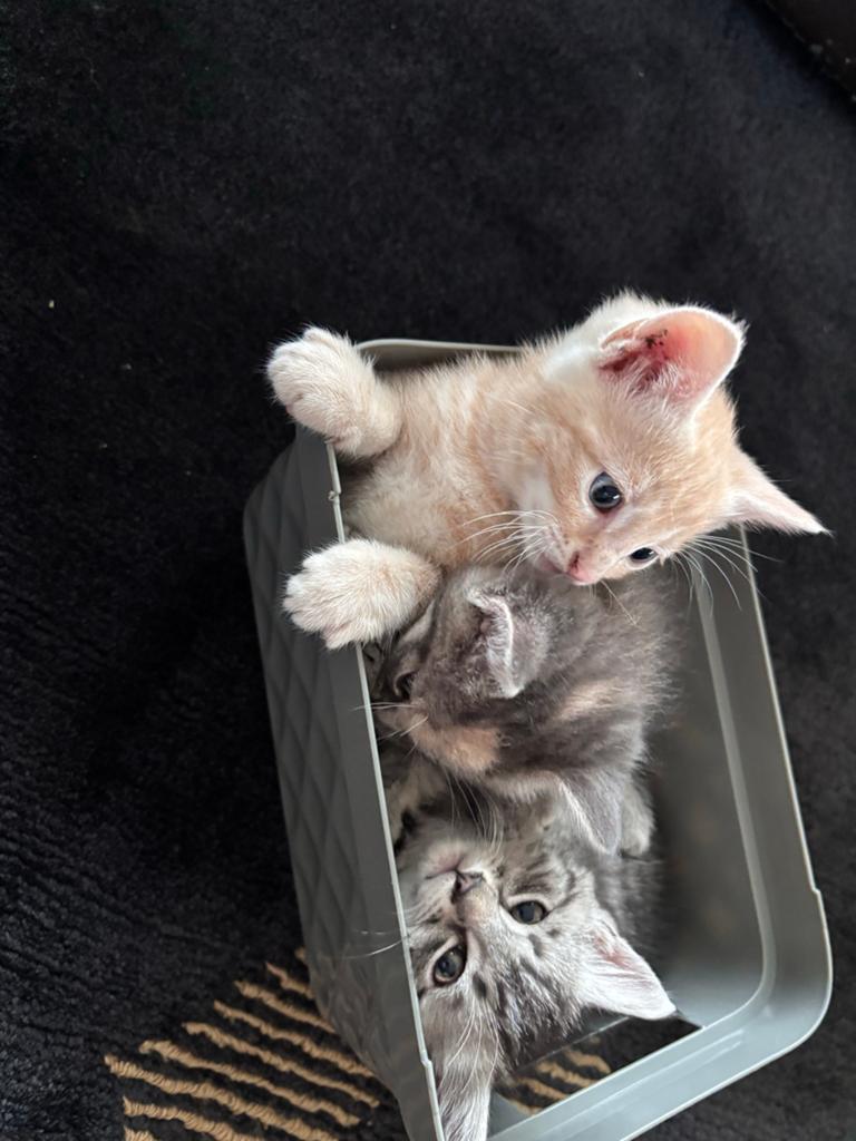 3 kindvriendelijke kittens, Dieren en Toebehoren, Katten en Kittens | Raskatten | Korthaar, Meerdere dieren, Ontwormd, 0 tot 2 jaar