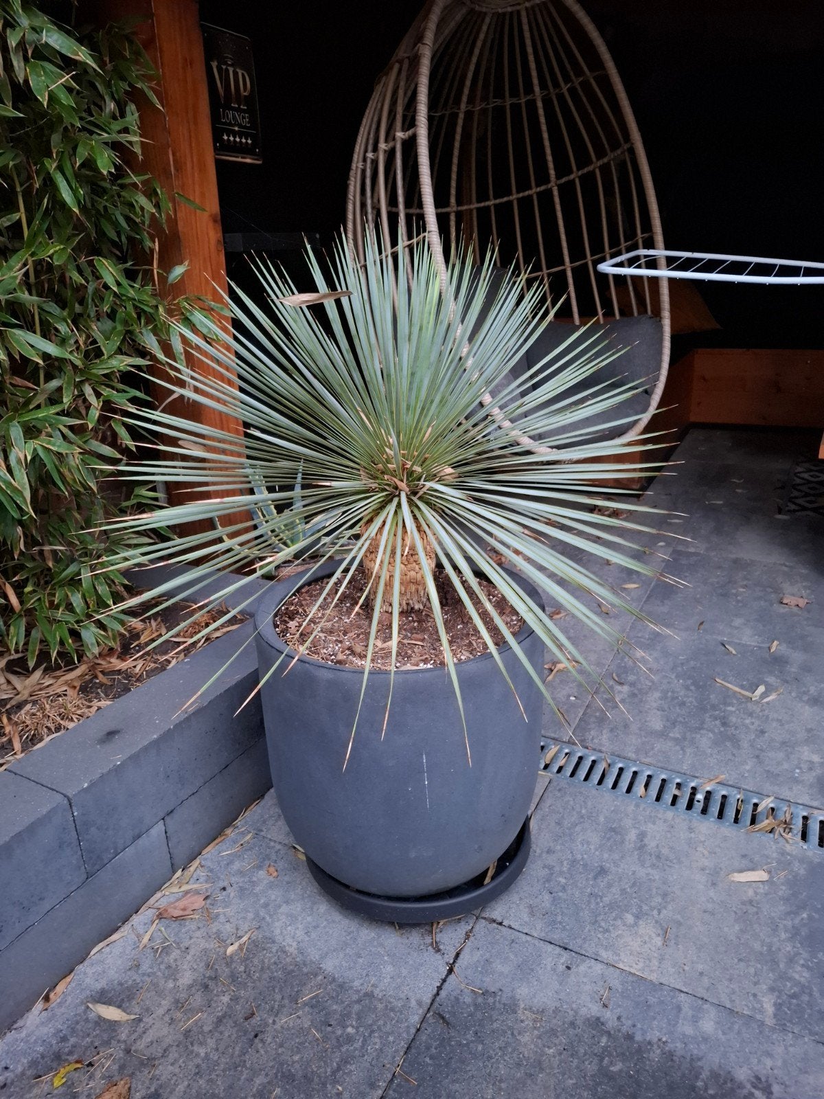 yucca rostrata, Ophalen, Overige soorten, Volle zon