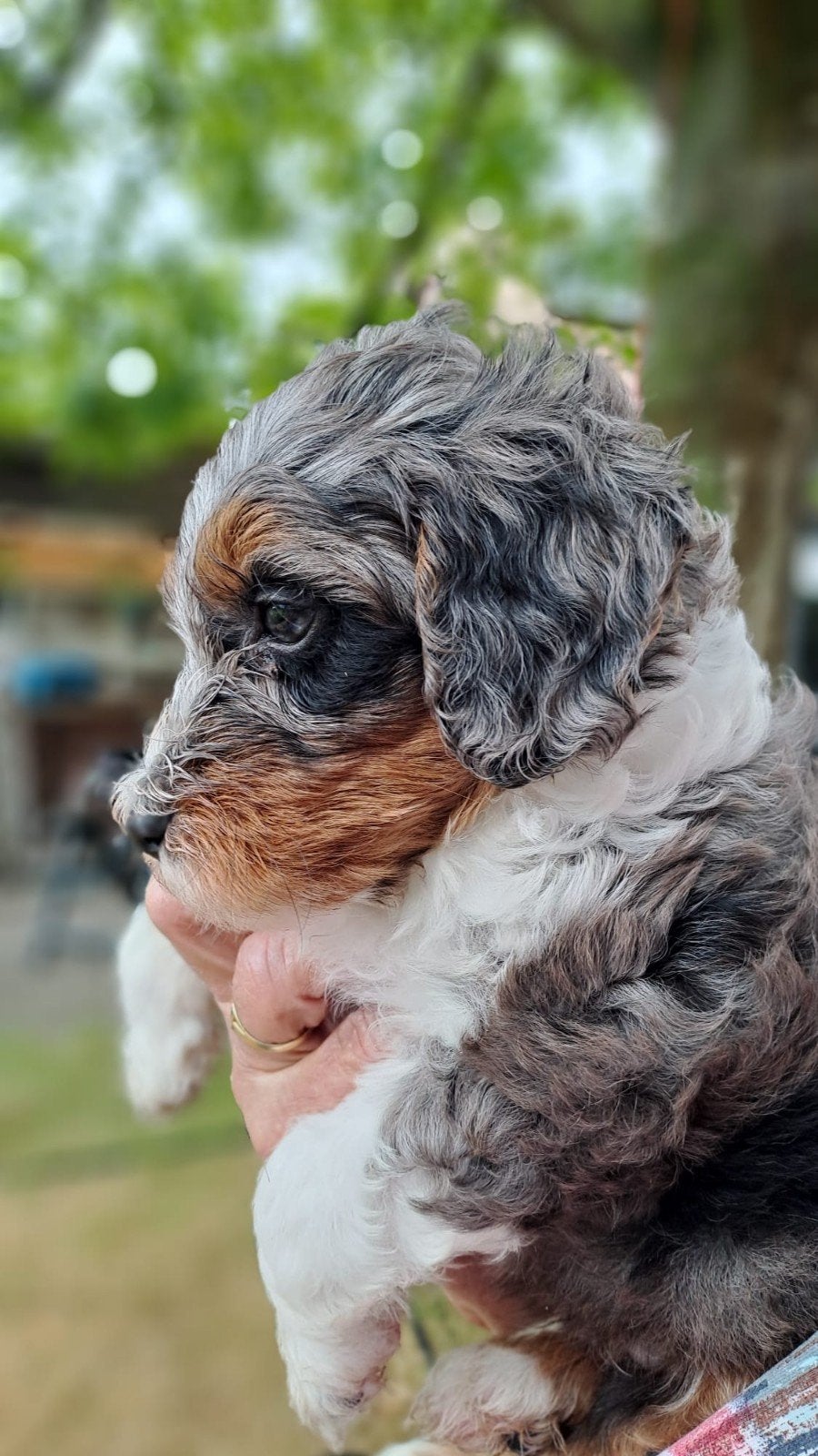 Nog enkele bijzondere knappe Labradoodle pups beschikbaar, Overige rassen, 8 tot 15 weken, Meerdere, Meerdere dieren