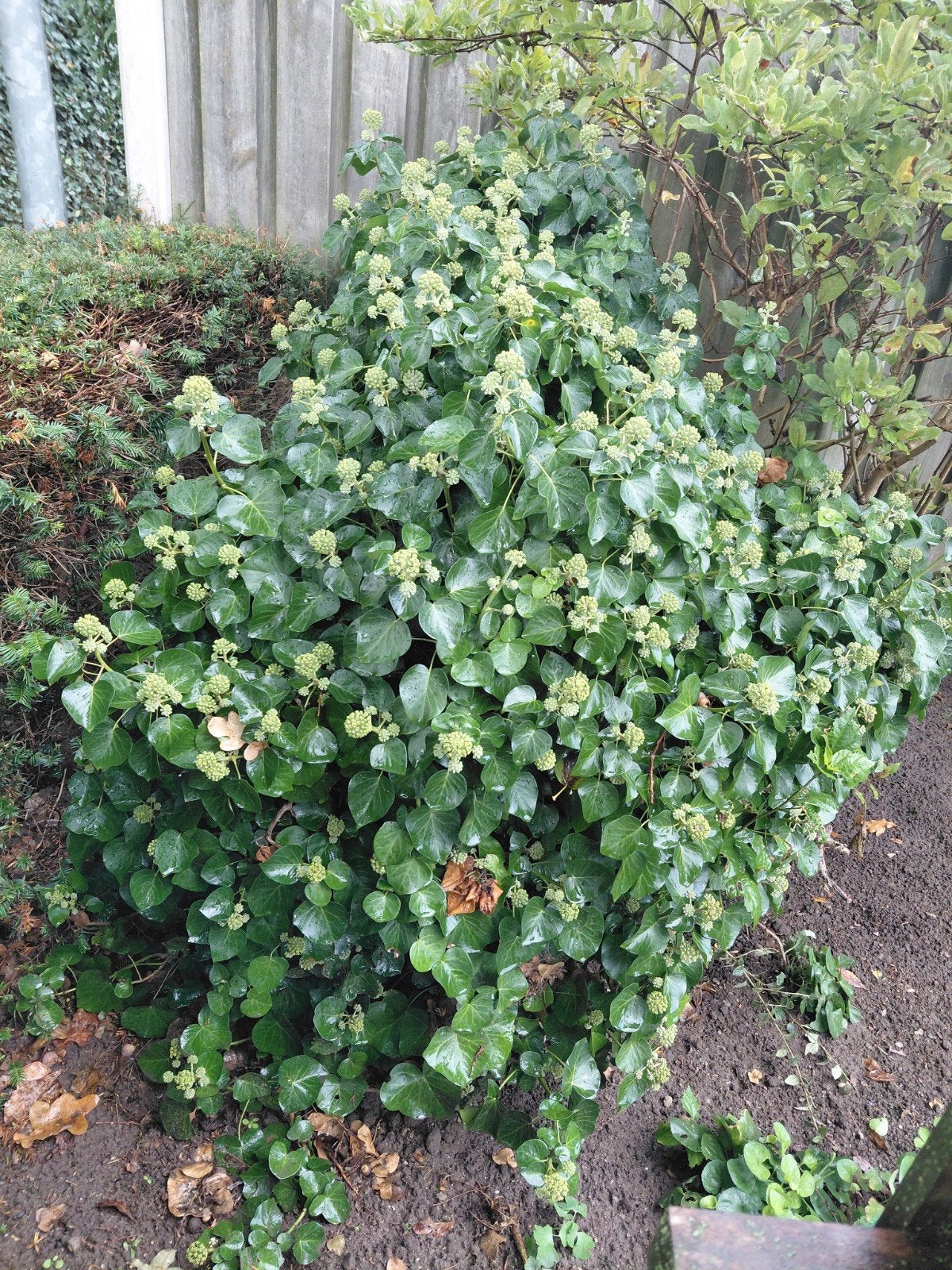 hedera helix, Ophalen, Overige soorten, 100 tot 250 cm