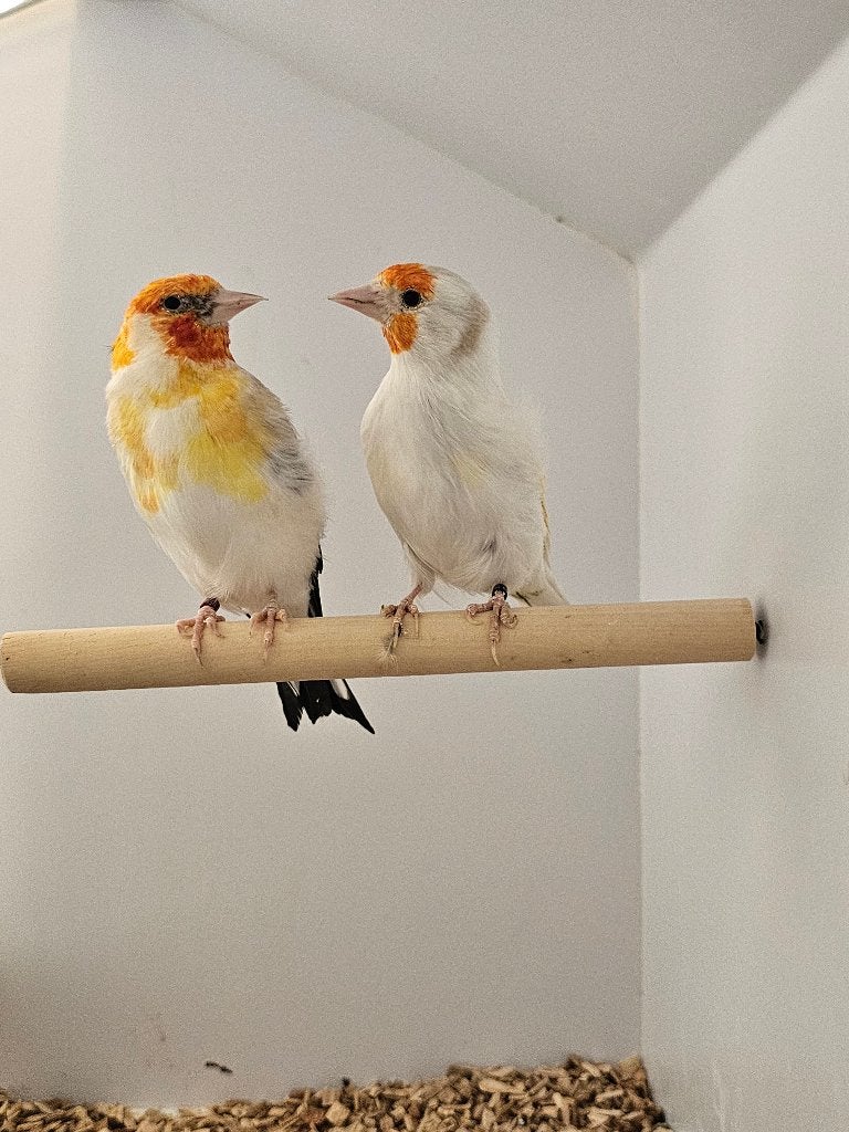 Majoorputter | Witkop en White | 2025, Meerdere dieren, Wildzangvogel, Geringd