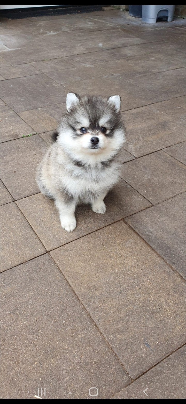 Pomsky Teefje kleinblijvend  Mini Husky, Dieren en Toebehoren, 8 tot 15 weken, Teef, Eén hond, Nederland