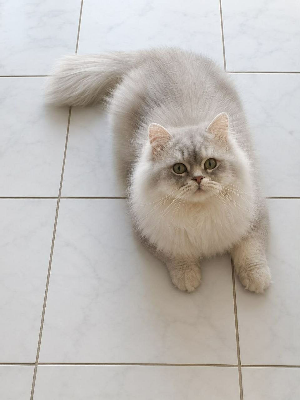 Knud – lieve Britse Langhaar kater zoekt een fijn thuis ️, Dieren en Toebehoren, Kater, Met stamboom, 3 tot 5 jaar
