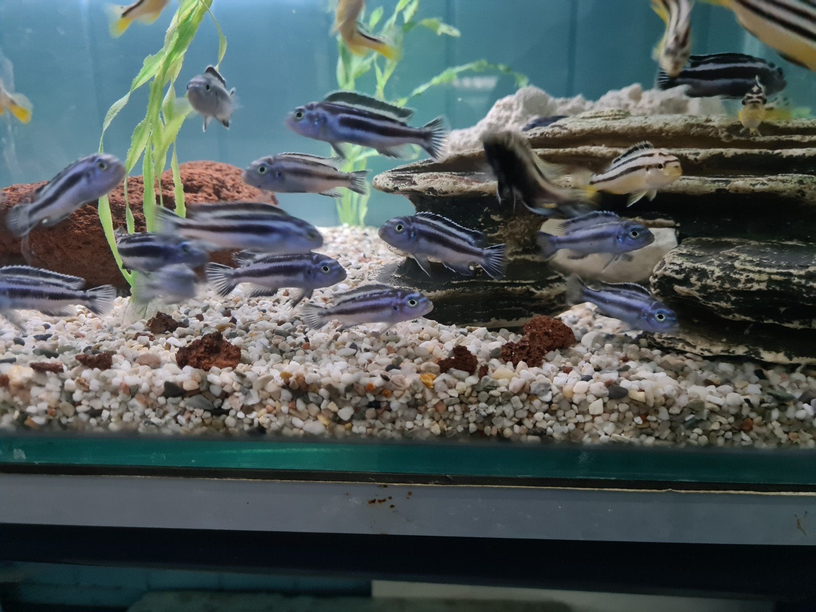 Melanochromis Maingano Malawi Cichliden, Vis, Zoetwatervis