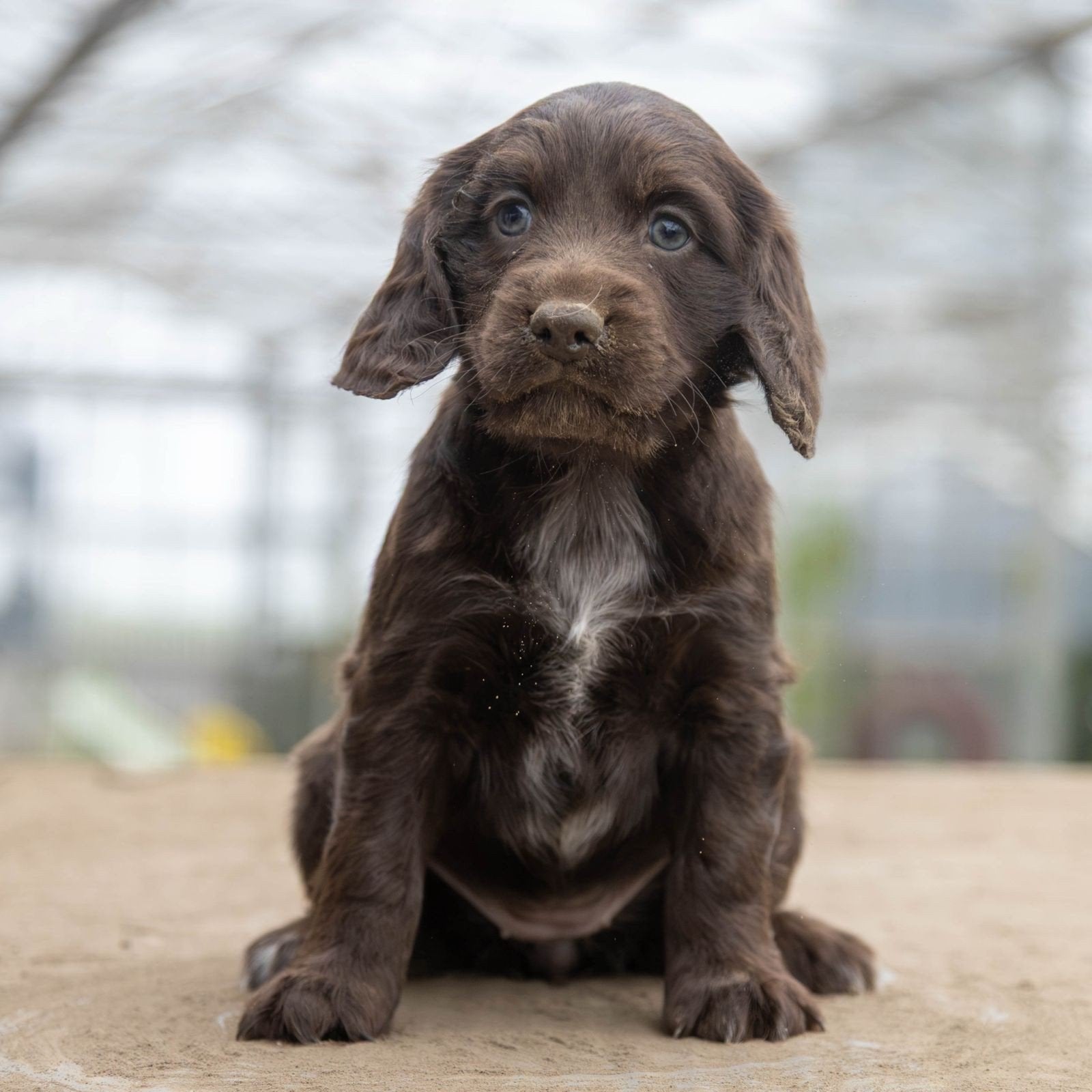 Stabij  Cocker pups – vanaf 31 oktober beschikbaar, Nederland, CDV (hondenziekte), 8 tot 15 weken, Meerdere