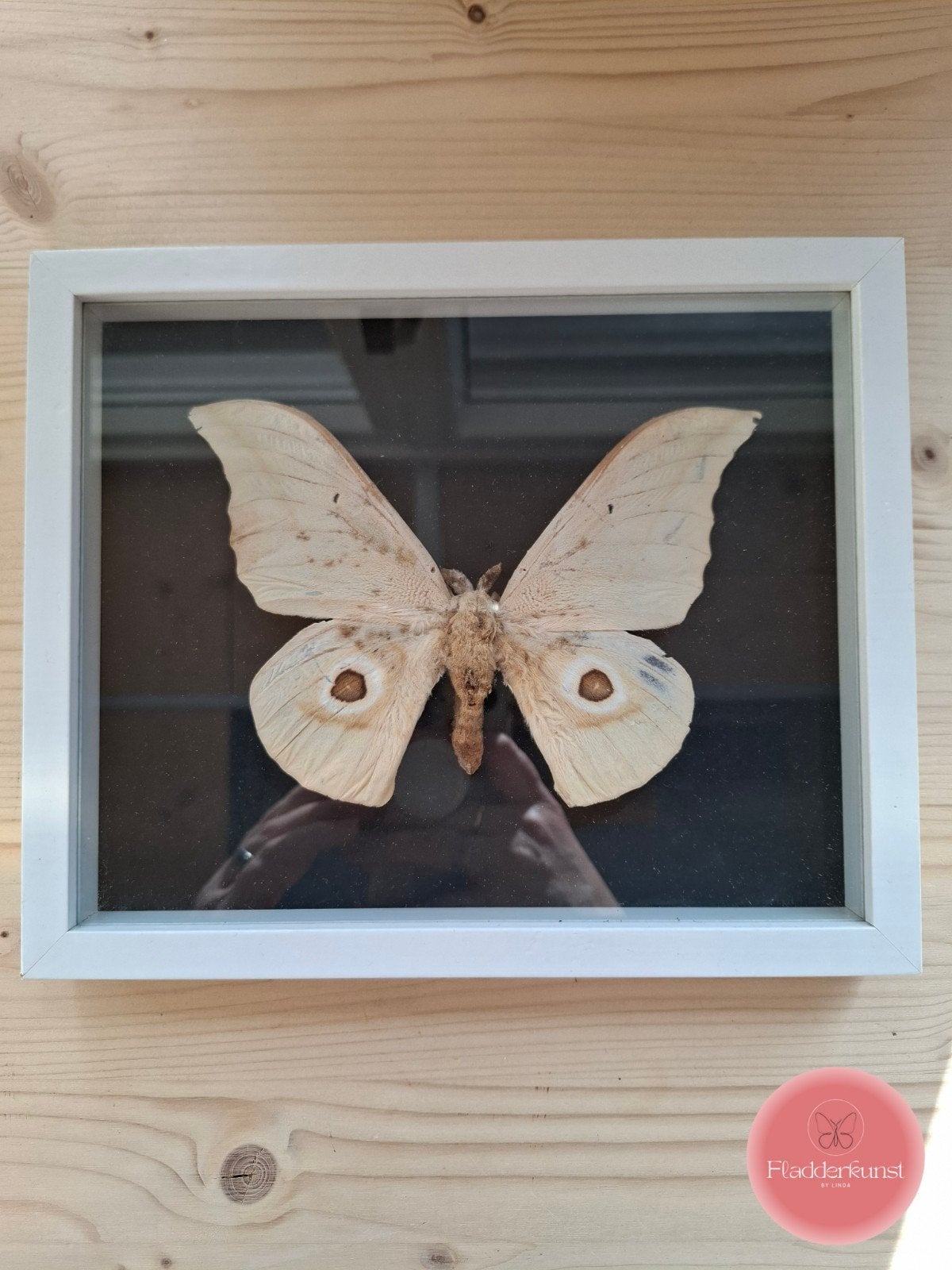 Oude vlinder in glazen lijst, Ophalen of Verzenden, Insect, Opgezet dier