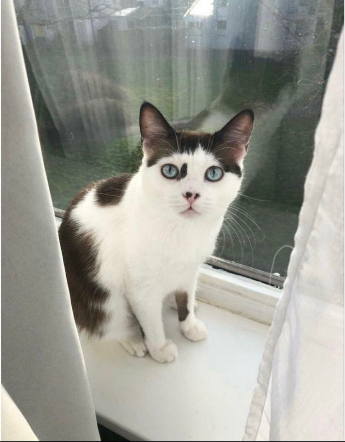 Lieve kater (7 jr, gecastreerd) zoekt nieuw huisje!, Kater