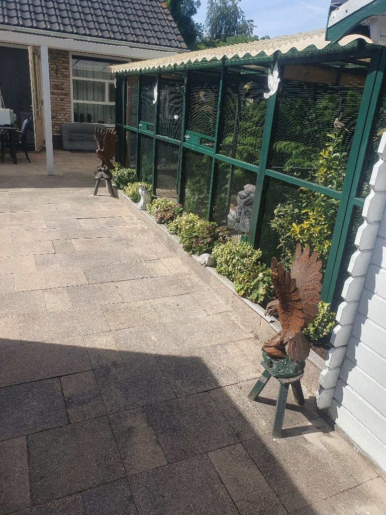 Gezocht koppel nachtegalen, Dieren en Toebehoren, Meerdere dieren, Wildzangvogel