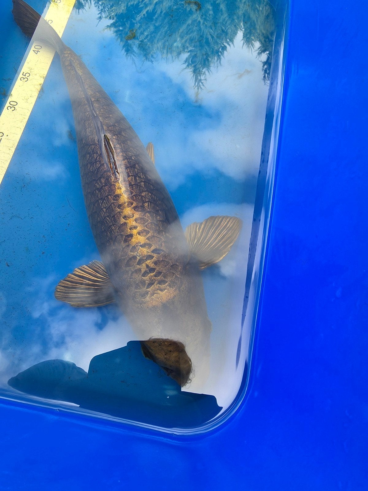 Ghost Koi, 53cm, Karper of Koi