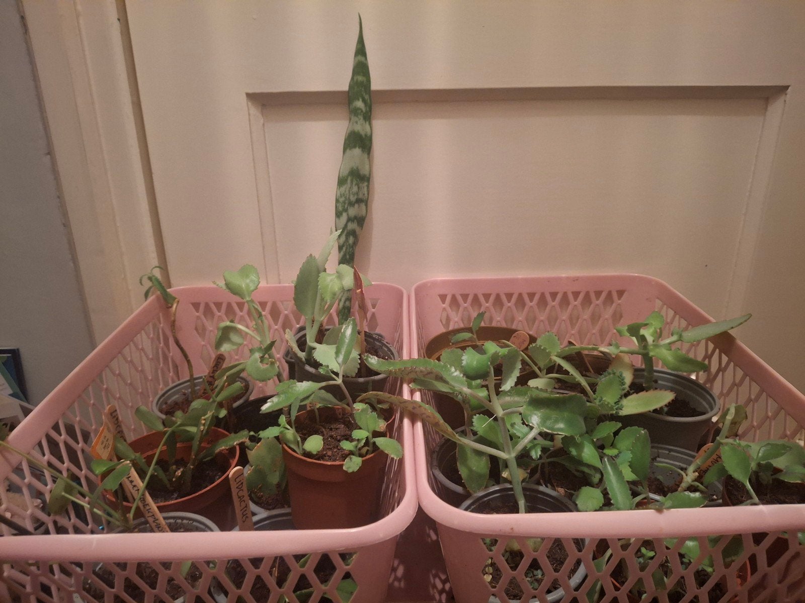 LAATSTE KANS: laatste plantjes & (bloem)zaden, Huis en Inrichting, Groene kamerplant, Ophalen, Halfschaduw, Minder dan 100 cm