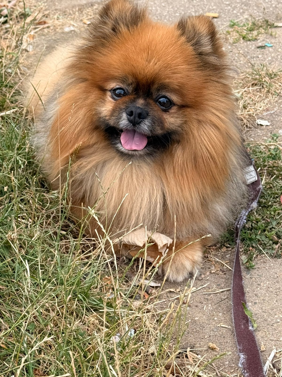 Pomeriaan dekreu, Keeshond, Reu, Parvo, Eén hond