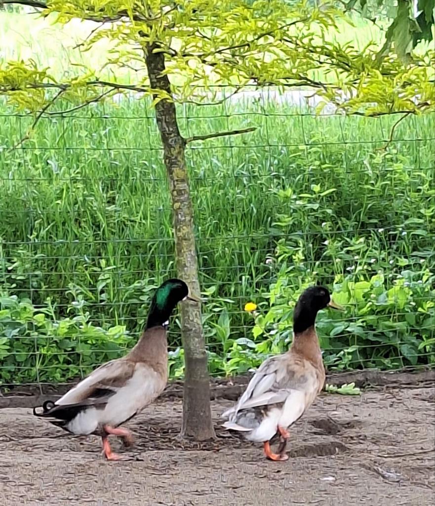 Legeenden woerden, Dieren en Toebehoren, Pluimvee, Mannelijk, Eend