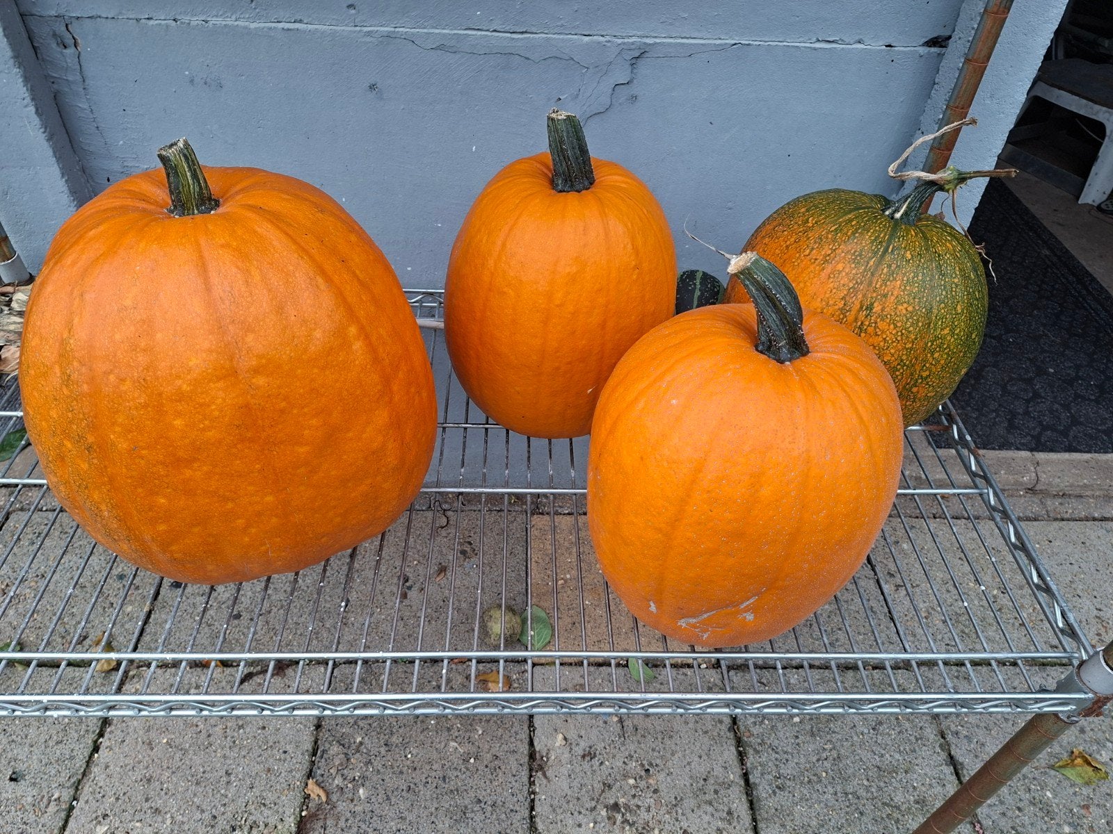 haloween/sierpompoenen te koop., Ophalen