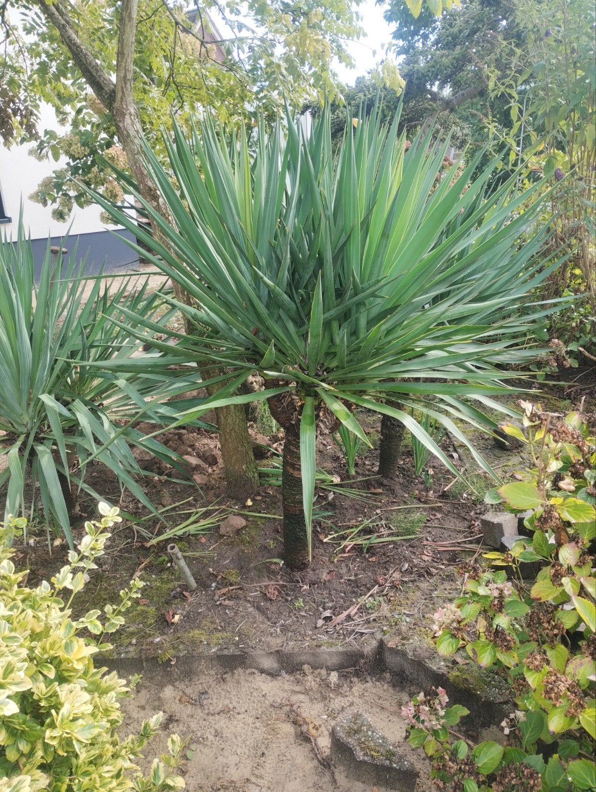 Grote  Yucca plant voor tuin of terras, Volle zon, Vaste plant, Zomer, Ophalen