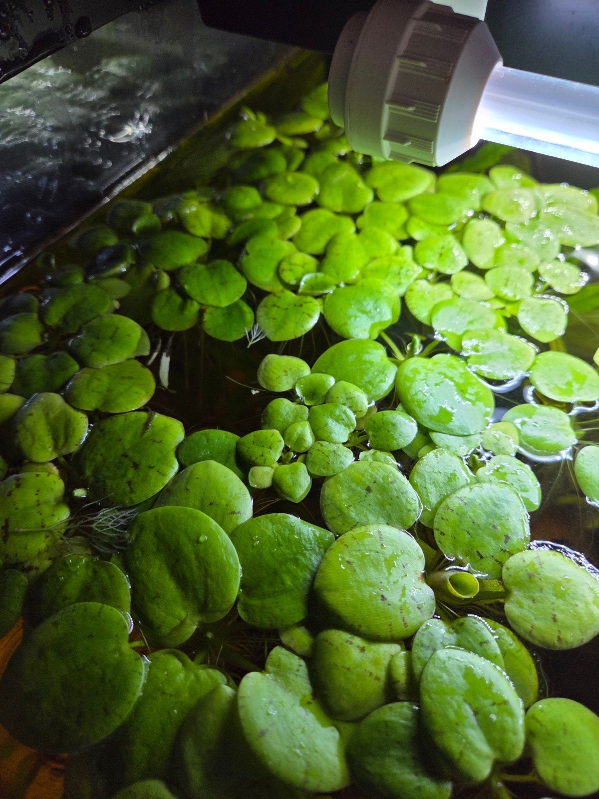 Limnobium aquarium drijfplanten | 10 stuks voor €2,50, Dieren en Toebehoren, Vissen | Aquaria en Toebehoren, Ophalen, Nieuw, Plant(en), Steen of Hout