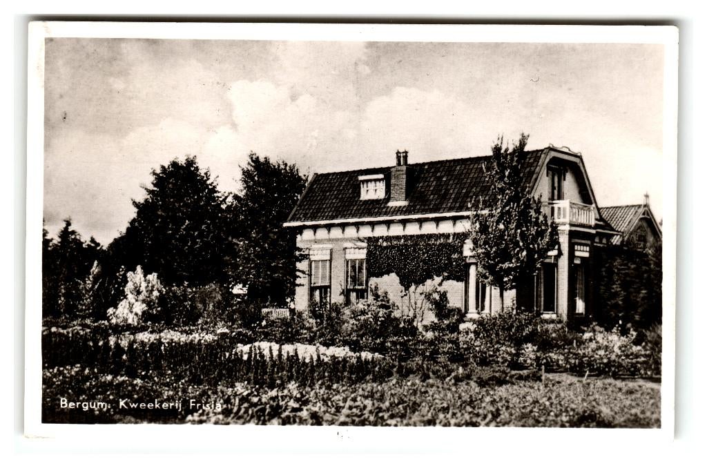 Bergum, Kweekerij Frisia, Verzenden, 1940 tot 1960, Gelopen, Friesland