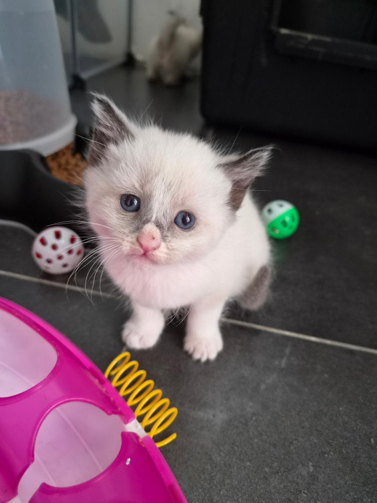 ♡ 6  ragdoll maine coon  kittens♡, Dieren en Toebehoren, Katten en Kittens | Raskatten | Langhaar