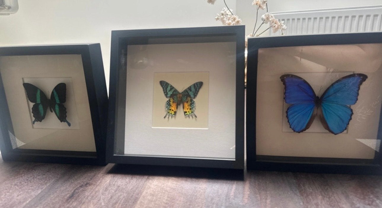 3 ingelijste vlinders - echt! Museum & Vlinders in Lijst, Ophalen, Hout, Gebruikt, Meerkleurig