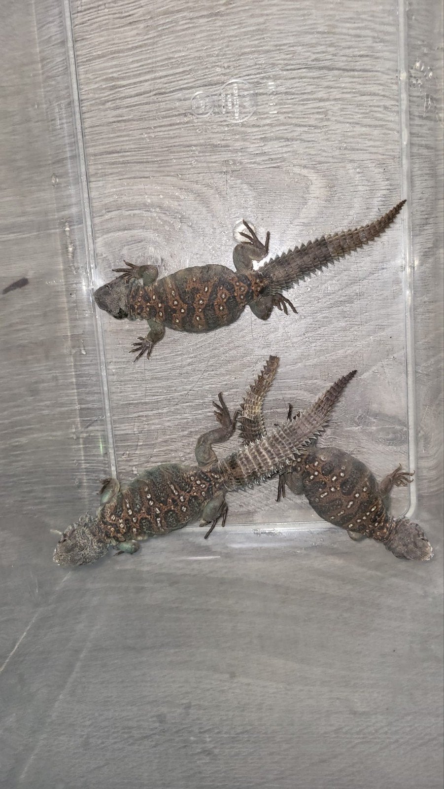 3 Uromastyx ocellata NK dec 2024, Hagedis, 0 tot 2 jaar