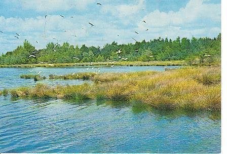Ansichtkaart 	Bakkeveen	Meer	met meeuwen, Verzenden, 1960 tot 1980, Gelopen, Friesland