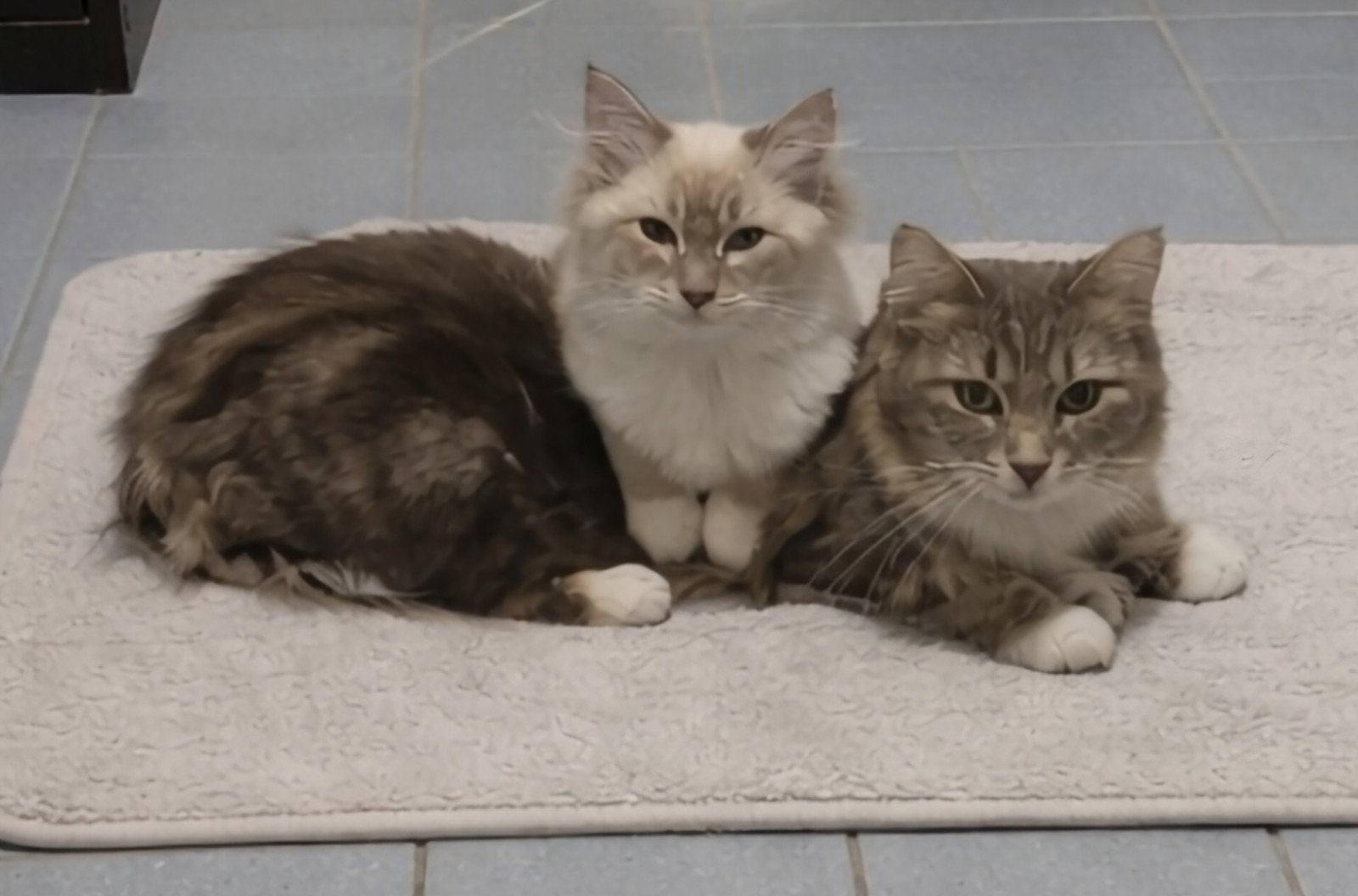 ragdoll poes, Poes, Gechipt, 0 tot 2 jaar