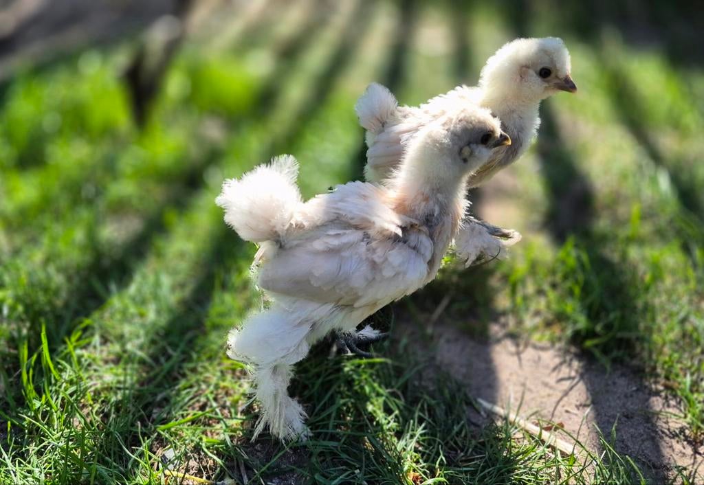 Zijdehoenders, Dieren en Toebehoren, Pluimvee, Kip, Meerdere dieren