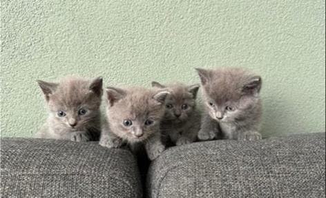Britse korthaar Kittens🌸