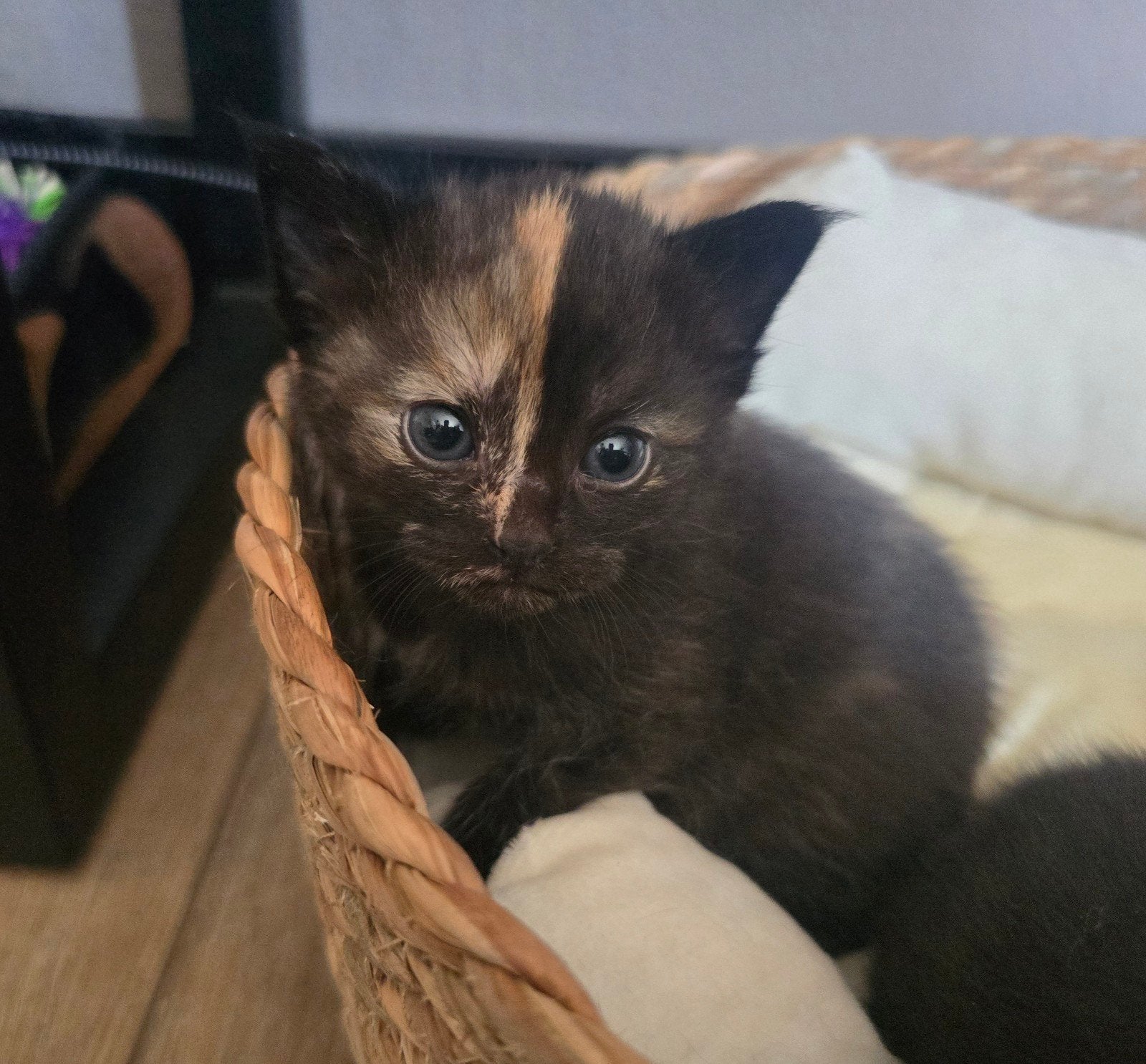 Lieve britse korthaar kittens, Dieren en Toebehoren, Ontwormd