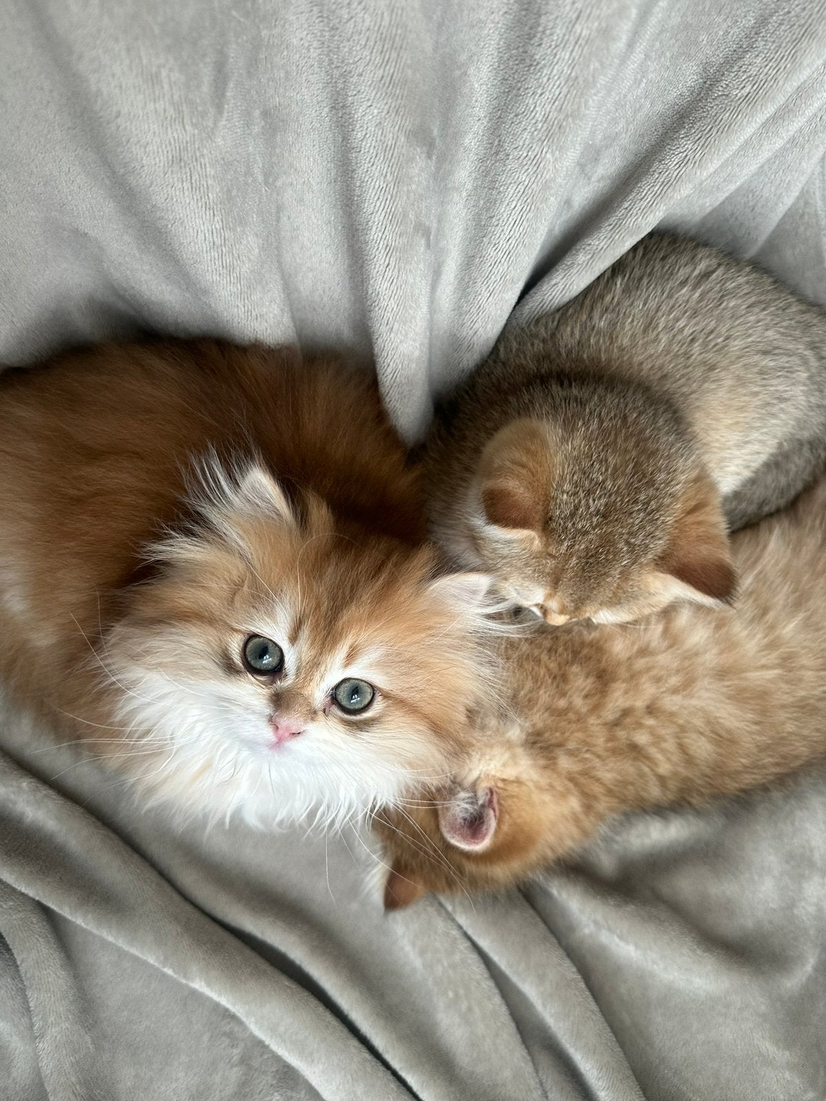 Britse korthaar/langhaar kittens met stamboom-Golden shaded, Meerdere dieren, Gechipt
