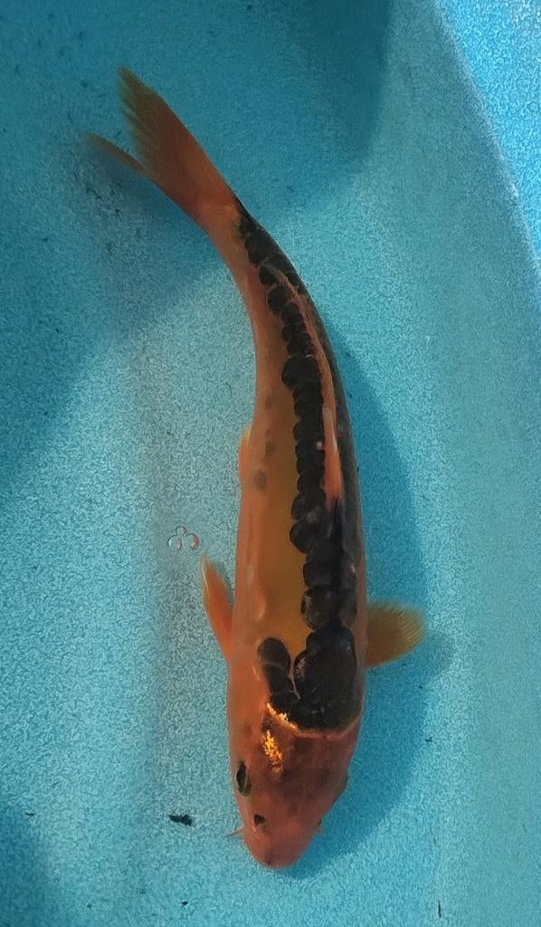 Koi 6 23cm, Karper of Koi